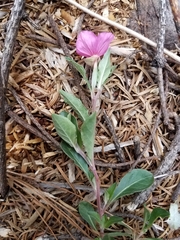 Oenothera deserticola
