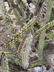 Stenocereus gummosus