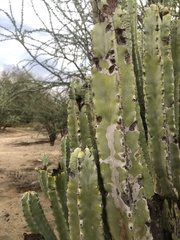Lophocereus schottii