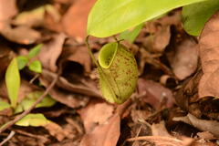 Nepenthes ampullaria