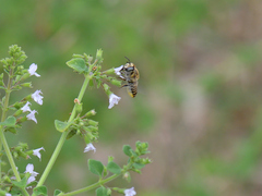 Megachilinae
