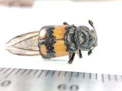 Nicrophorus vespilloides