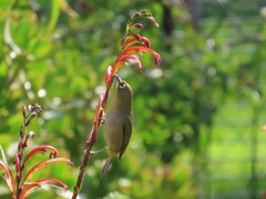 Zosterops virens capensis