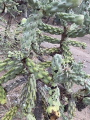 Cylindropuntia cholla