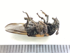 Nicrophorus vespilloides