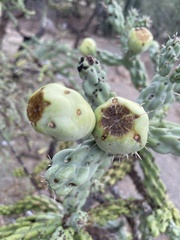 Cylindropuntia cholla