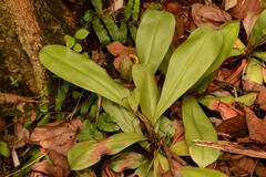 Nepenthes ampullaria