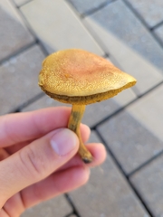 Boletaceae