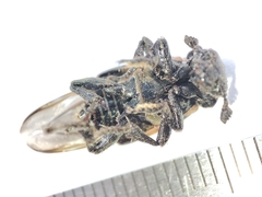 Nicrophorus vespilloides