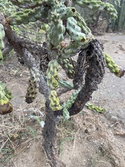 Cylindropuntia cholla