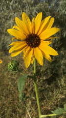 Helianthus petiolaris