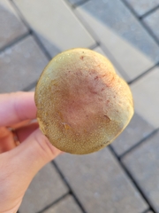 Boletaceae