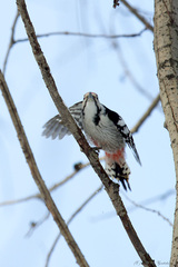 Dendrocopos leucotos