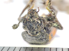 Nicrophorus vespilloides
