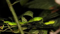Tropidolaemus subannulatus