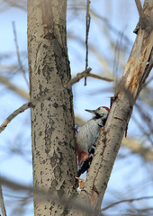 Dendrocopos leucotos