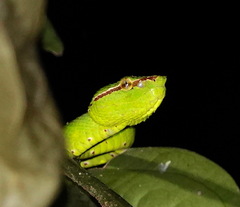 Tropidolaemus subannulatus