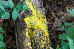 Lecanoromycetes