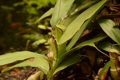 Nepenthes mirabilis