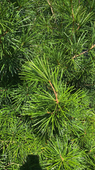 Sciadopitys verticillata