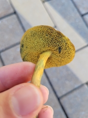 Boletaceae