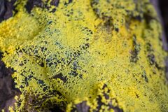 Lecanoromycetes
