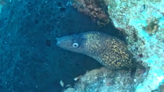 Muraena helena