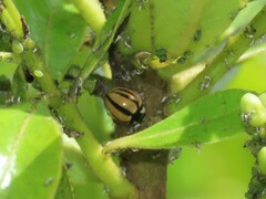 Cheilomenes propinqua