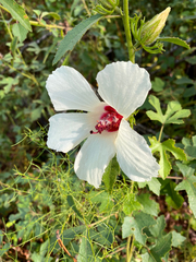 Hibiscus aculeatus