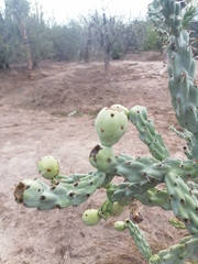 Cylindropuntia cholla