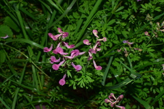 Corydalis decumbens