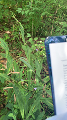 Tradescantia subaspera