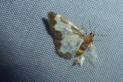 Lomaspilis marginata