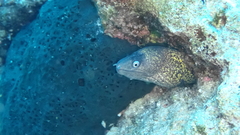 Muraena helena