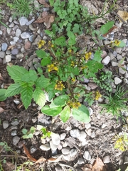 Barbarea vulgaris