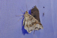 Macaria alternata