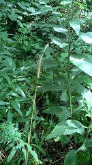 Elymus virginicus