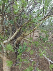 Bursera