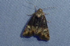 Mesoligia furuncula