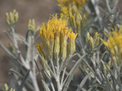 Ericameria nauseosa speciosa