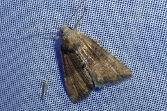 Mesoligia furuncula