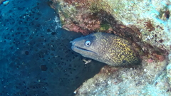 Muraena helena