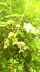 Ampelopsis glandulosa