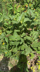 Silphium perfoliatum