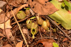 Nepenthes ampullaria