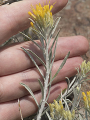 Ericameria nauseosa speciosa