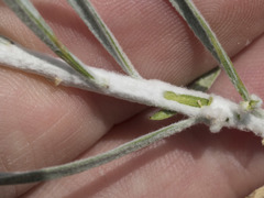 Ericameria nauseosa speciosa