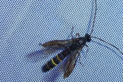 Metopius fuscipennis