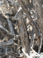 Ericameria nauseosa speciosa