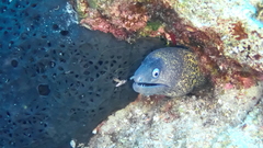 Muraena helena